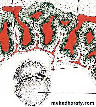 lec10 Development of the placenta