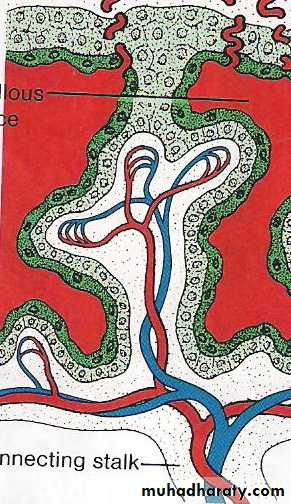 lec10 Development of the placenta