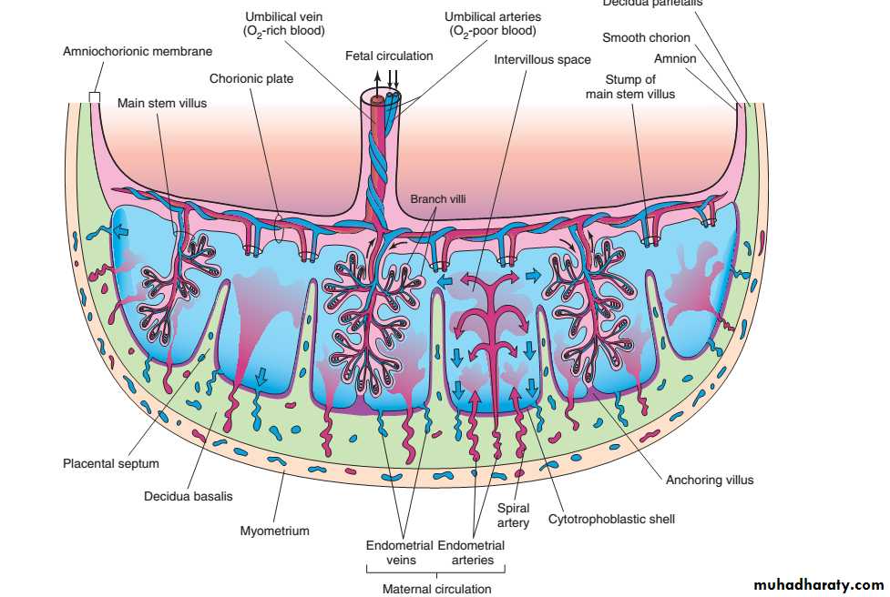 lec10 Development of the placenta