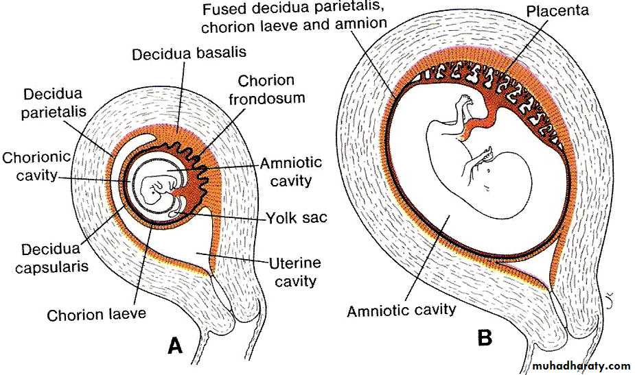 lec10 Development of the placenta