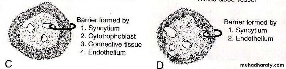 lec10 Development of the placenta