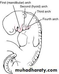 pediatric-surgery-3-neck-mass