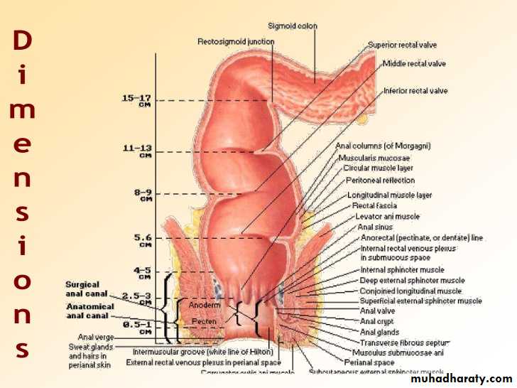 The rectum