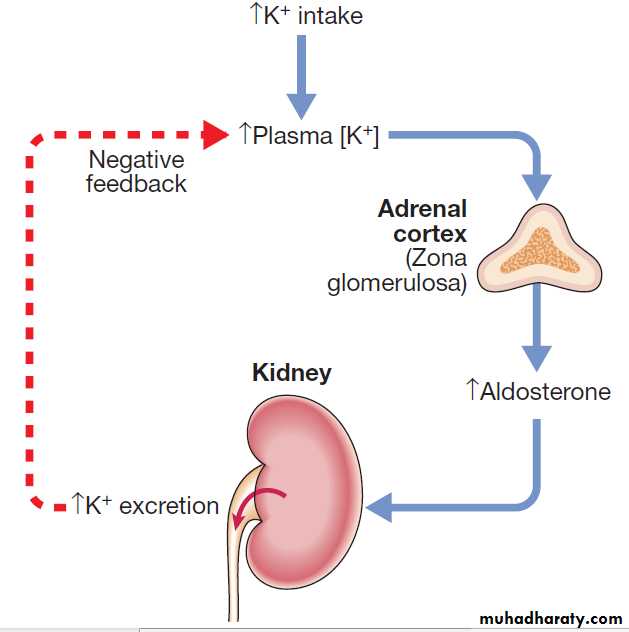 clinical biochemistry