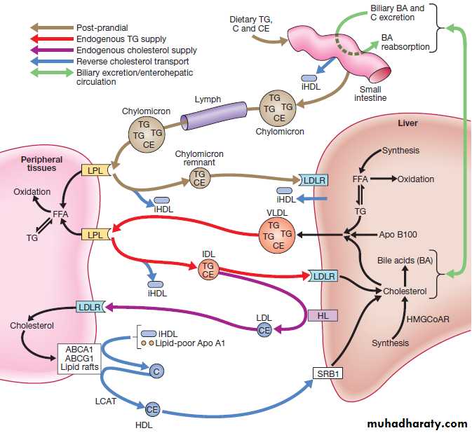 clinical biochemistry