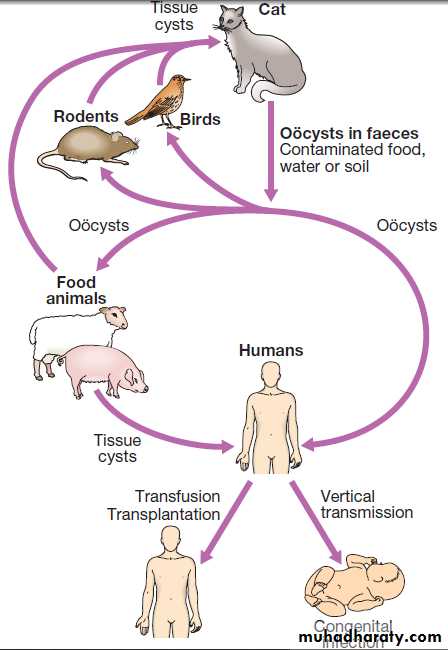 Infectious disease