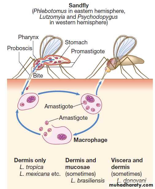 Infectious disease