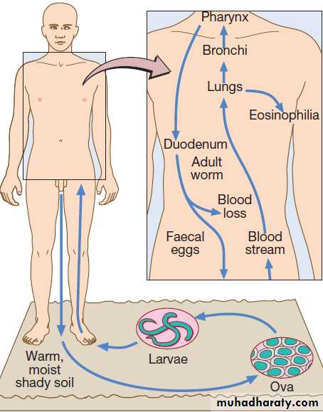 Infectious disease