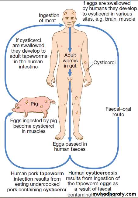 Infectious disease