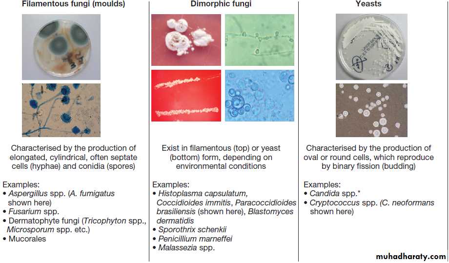 Infectious disease