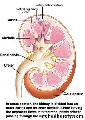 renal