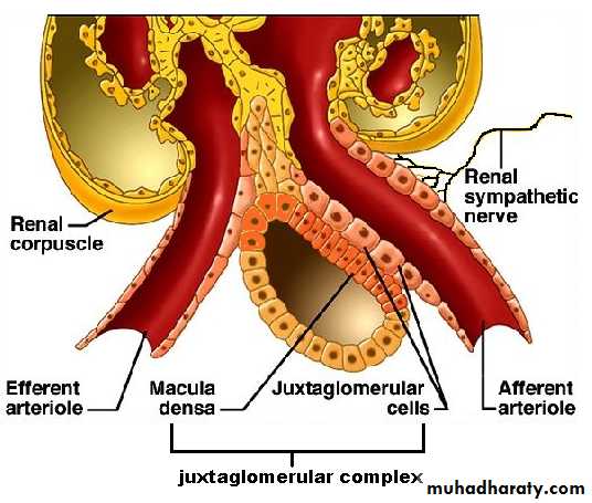 renal