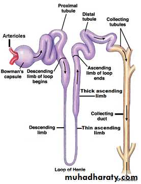 renal