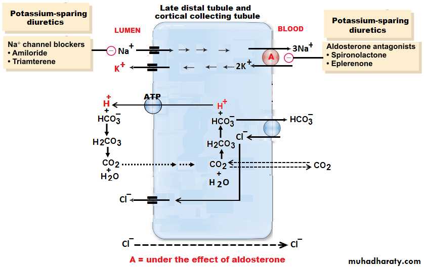 renal