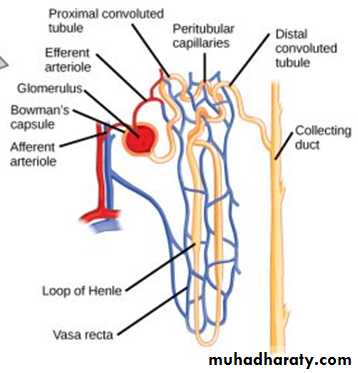renal