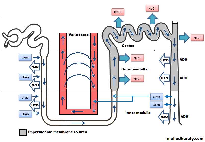 renal