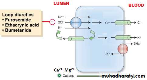 renal