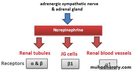 renal
