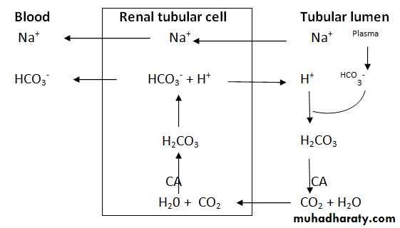 renal
