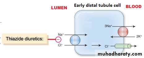 renal