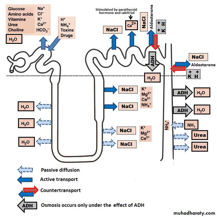 renal