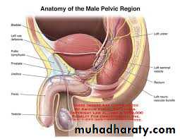 The rectum