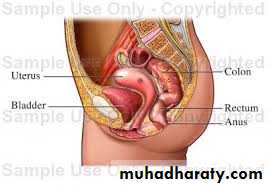 The rectum