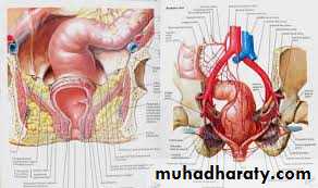The rectum