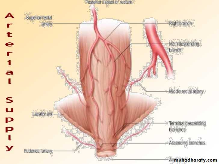 The rectum