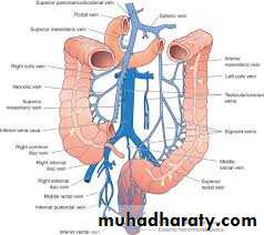 The rectum