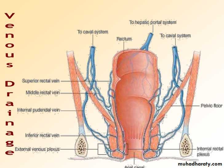 The rectum