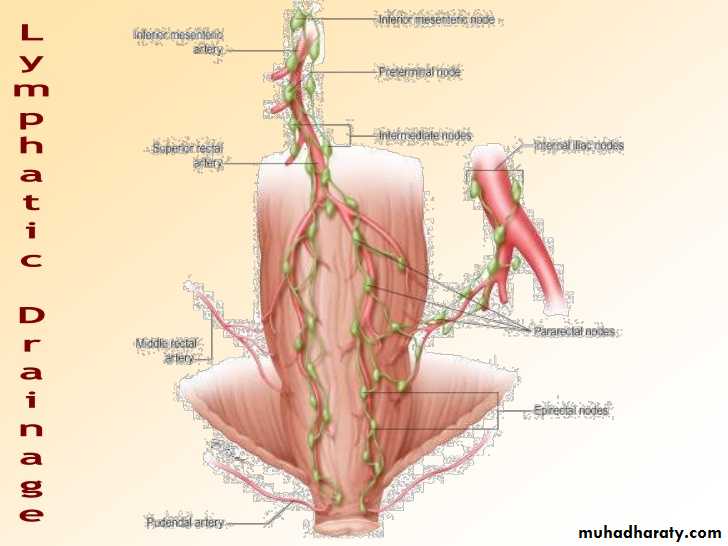 The rectum