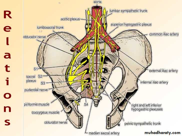 The rectum