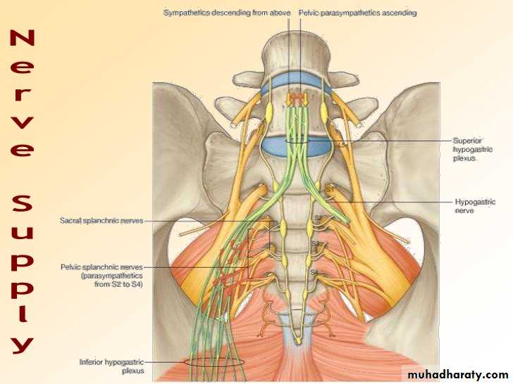 The rectum