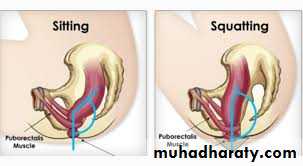 The rectum