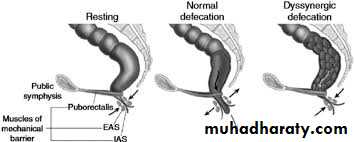 The rectum