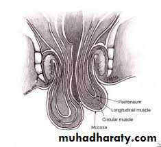 The rectum
