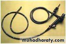 The rectum