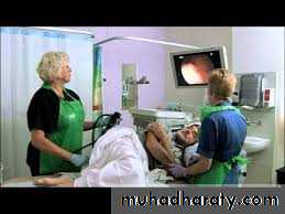 The rectum