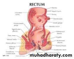 The rectum