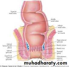 The rectum