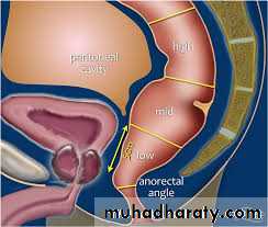 The rectum