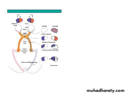neuro ophthalmology