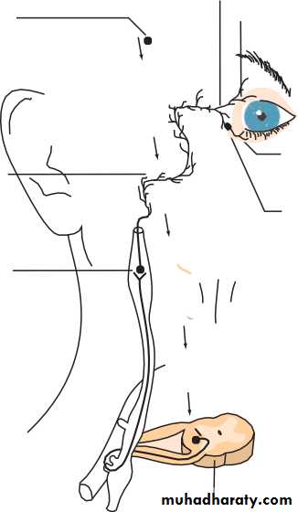 neuro ophthalmology