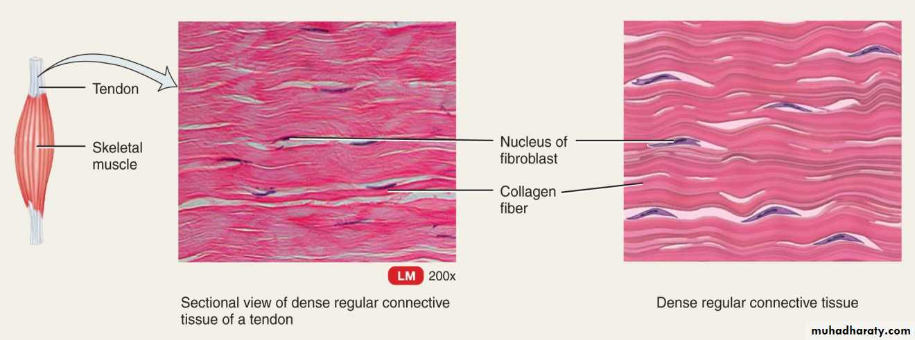Connective tissue lec.5