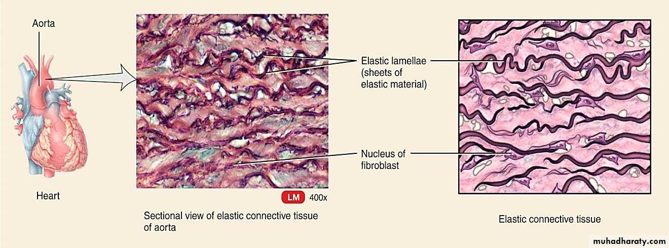 Connective tissue lec.5