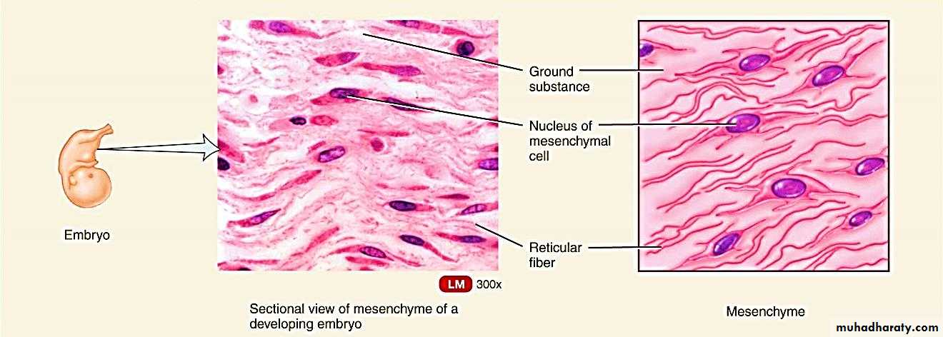 Connective tissue lec.5