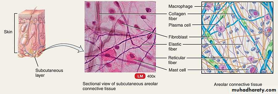 Connective tissue lec.5