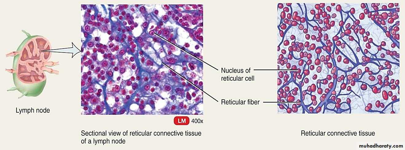 Connective tissue lec.5