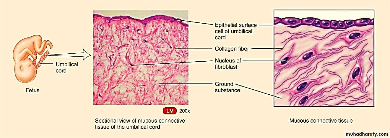 Connective tissue lec.5